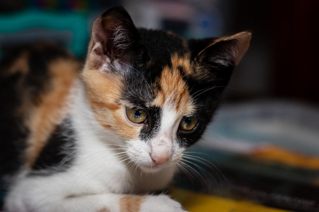 A cat cared for through Garlic City Kitty Rescue