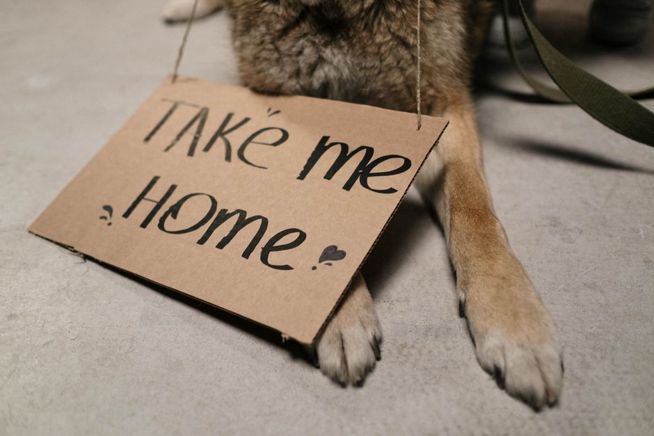 A cat adopter receiving a cardboard carrier as part of the adoption fee