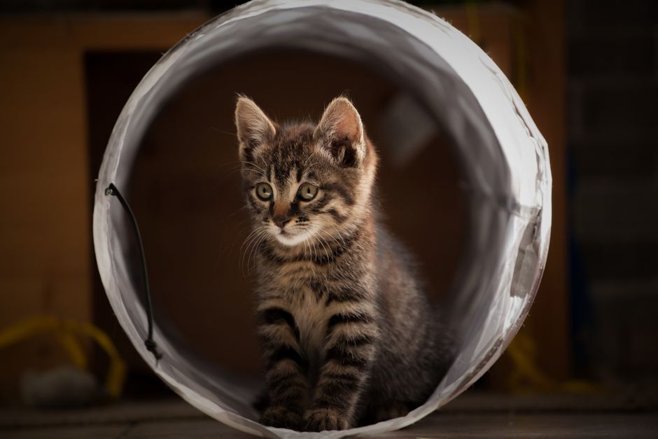A kitten playing with a toy at a shelter near Gilroy