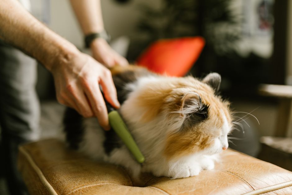 A grooming brush used to remove loose cat fur and reduce hairballs