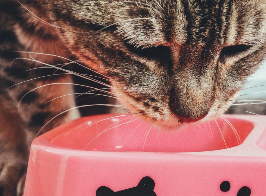 A specialized hairball-control cat food formula