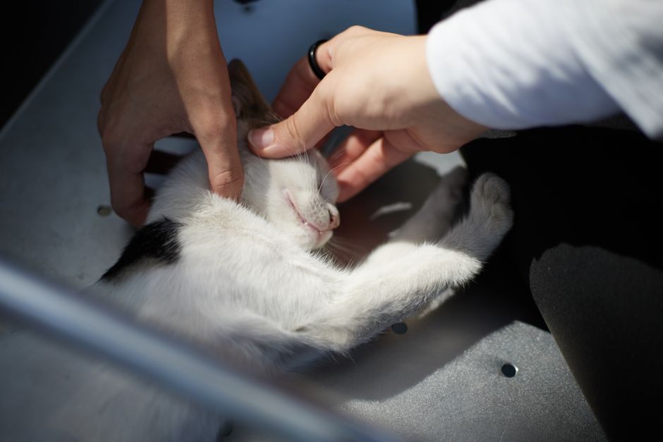 A cat available for adoption through Haven Humane Society