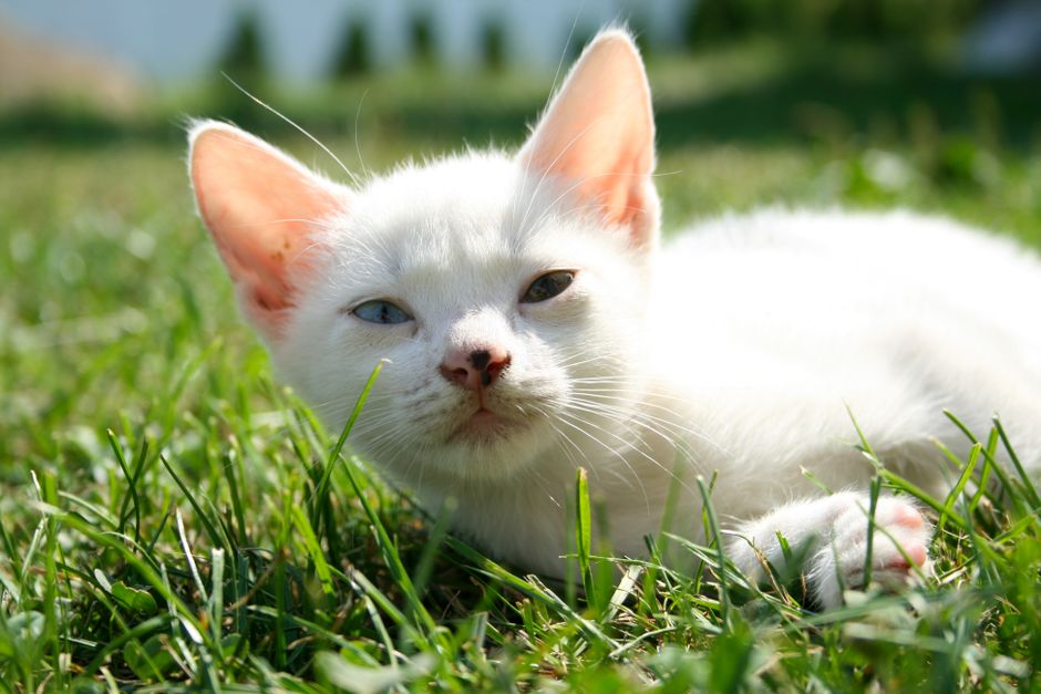 A healthy cat with clean ears after successful mite treatment