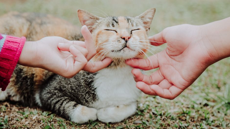 A healthy cat after a successful dental checkup
