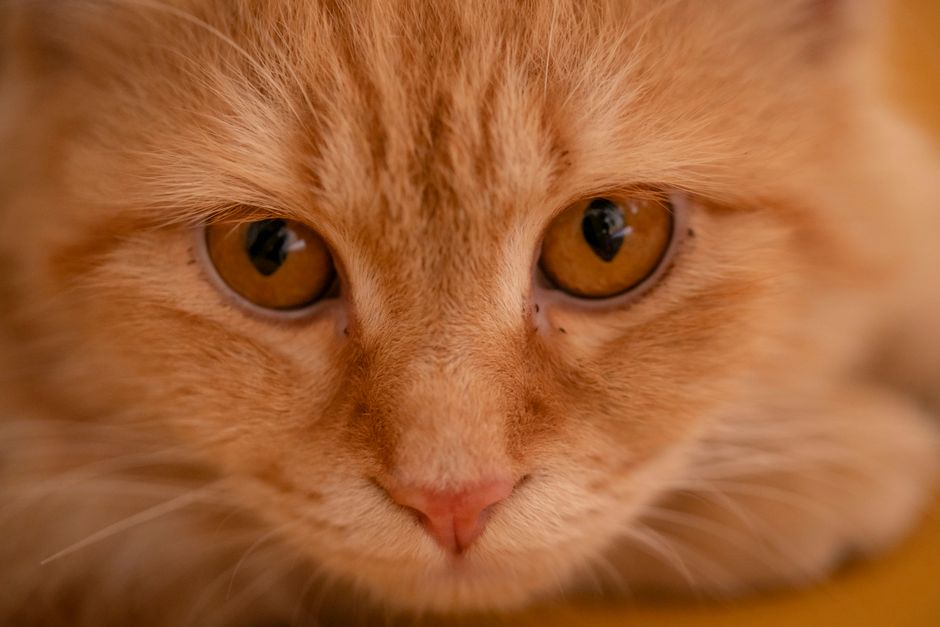 A close-up of a healthy cat's ear flap