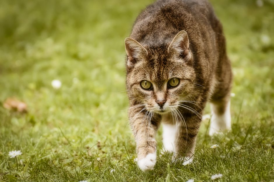 A healthy cat walking normally with its natural claws intact