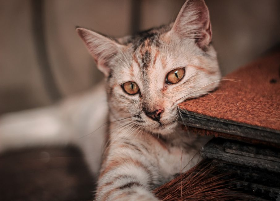 A healthy cat resting comfortably at home