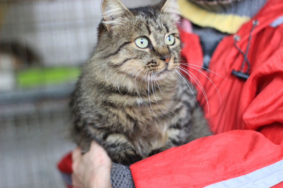 A rescue cat cared for through a Turlock area cat rescue
