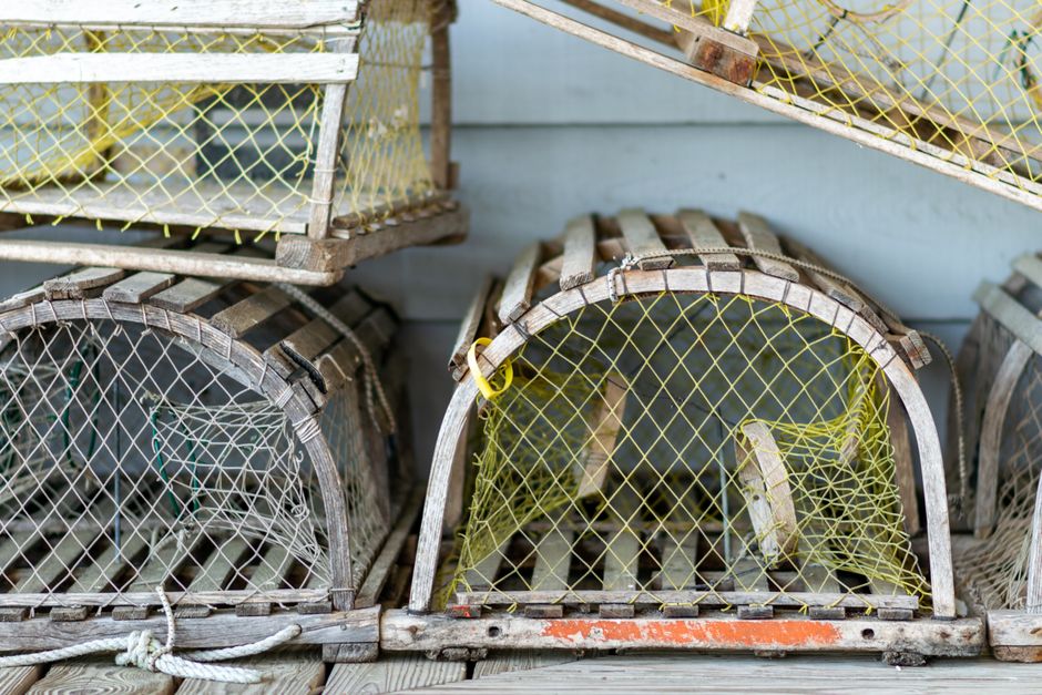 How to Trap a Feral Cat for TNR: A Step-by-Step Guide