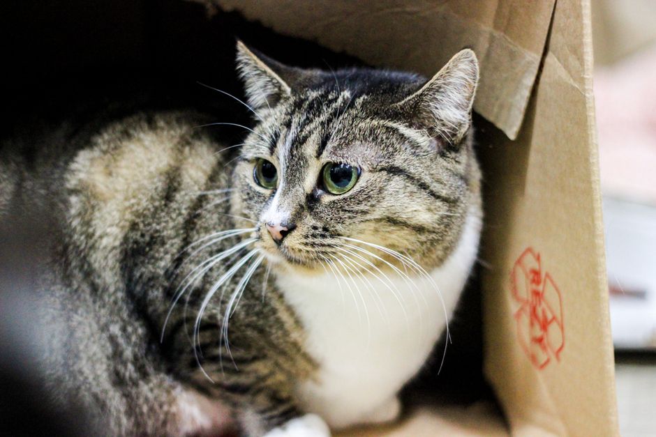 A cat available for adoption through the Humane Society of the North Bay