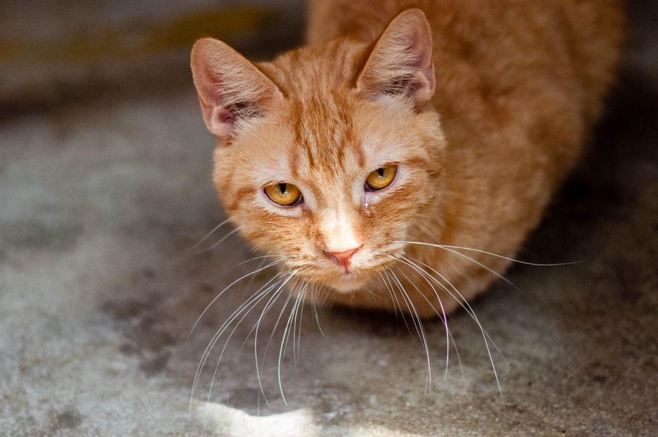 A cat available for adoption through the Humane Society of Sonoma County