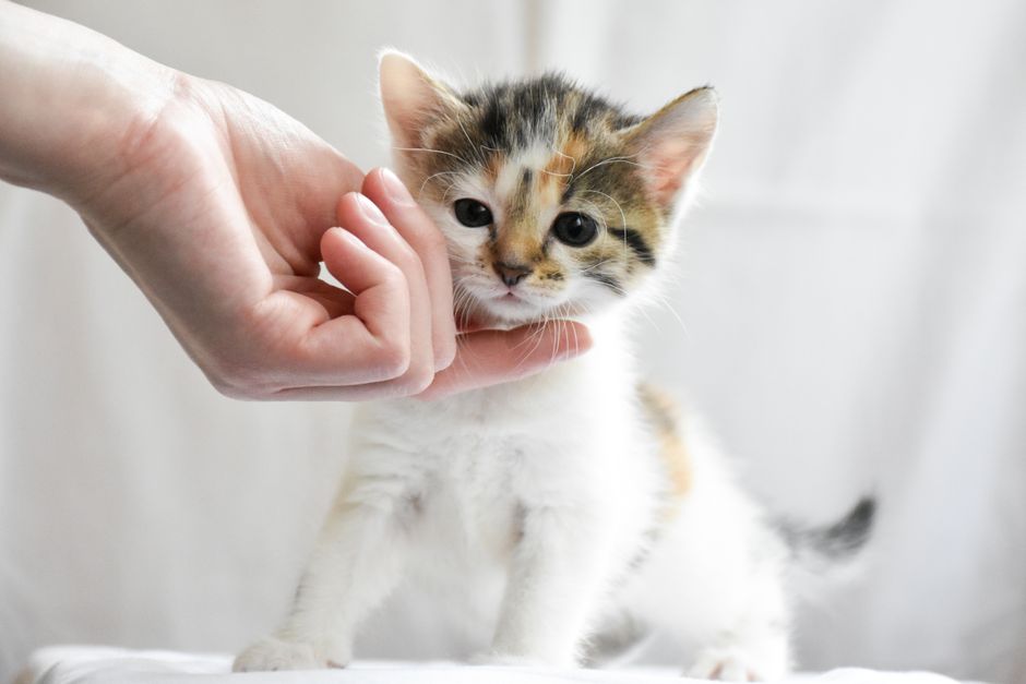 A cat available for adoption through the Humane Society of Ventura County
