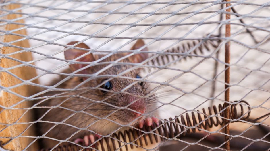 A humane trap used to safely capture a community cat for a TNR program