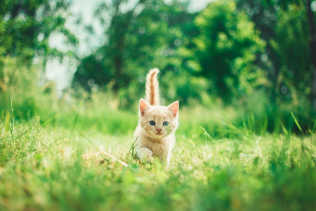 A cat cared for through the Humboldt Animal Rescue Team