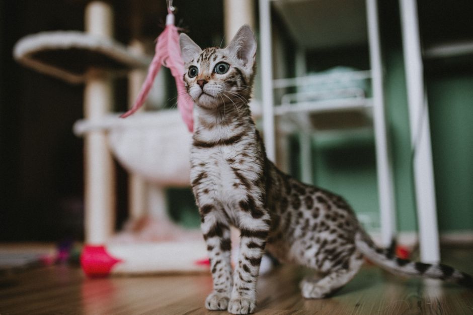 An indoor cat staying active with an enrichment toy and cat tower