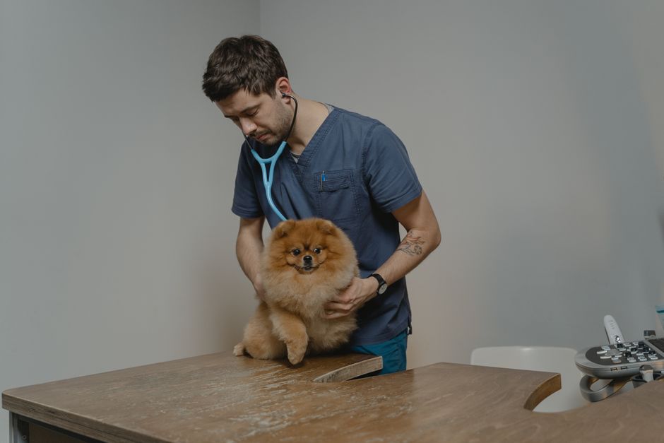 A veterinarian examining a cat, part of managing indoor vs outdoor health risks