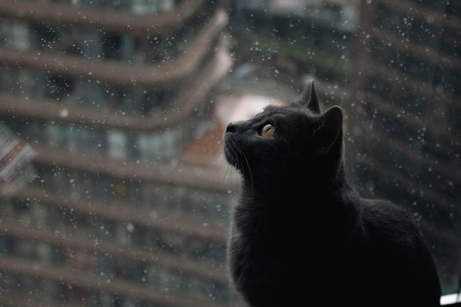 An indoor cat safely watching the outdoors through a window