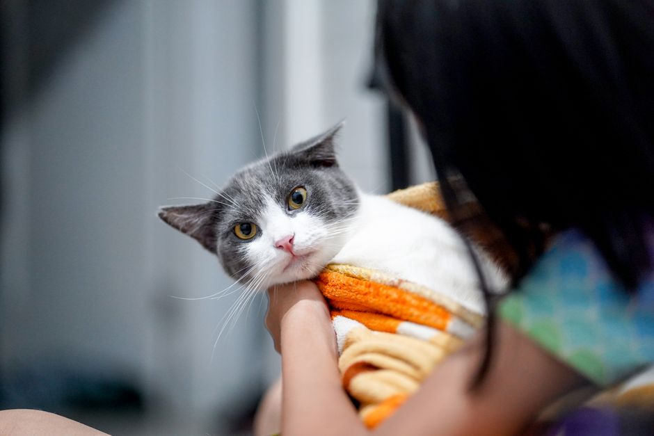 How to Introduce a Cat to a New Baby Safely