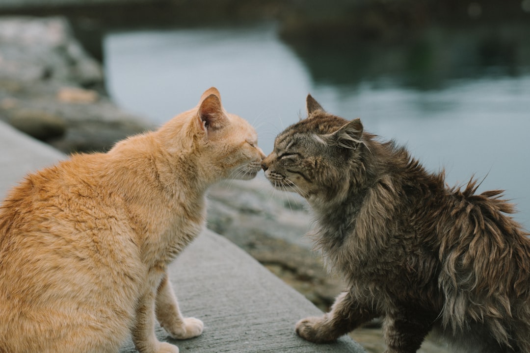 How to Introduce a New Cat to Your Resident Cat or Dog