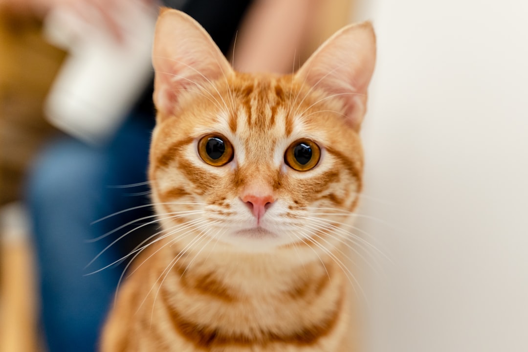 Shelter cat similar to those adoptable through Kern County Animal Services