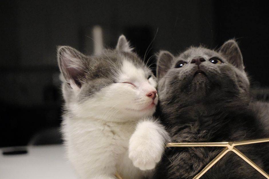 Two kittens available for adoption in Fresno, CA