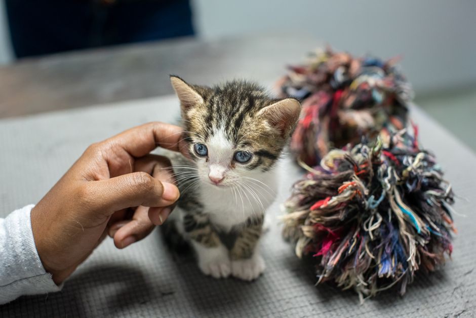 Kitten in a shelter kennel awaiting adoption near Milpitas