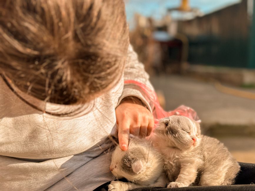 Child bonding gently with a newly adopted kitten at home