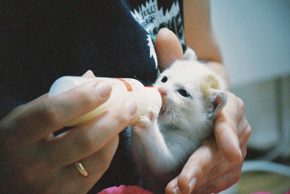 Kitten formula and nursing bottle supplies used for fostering