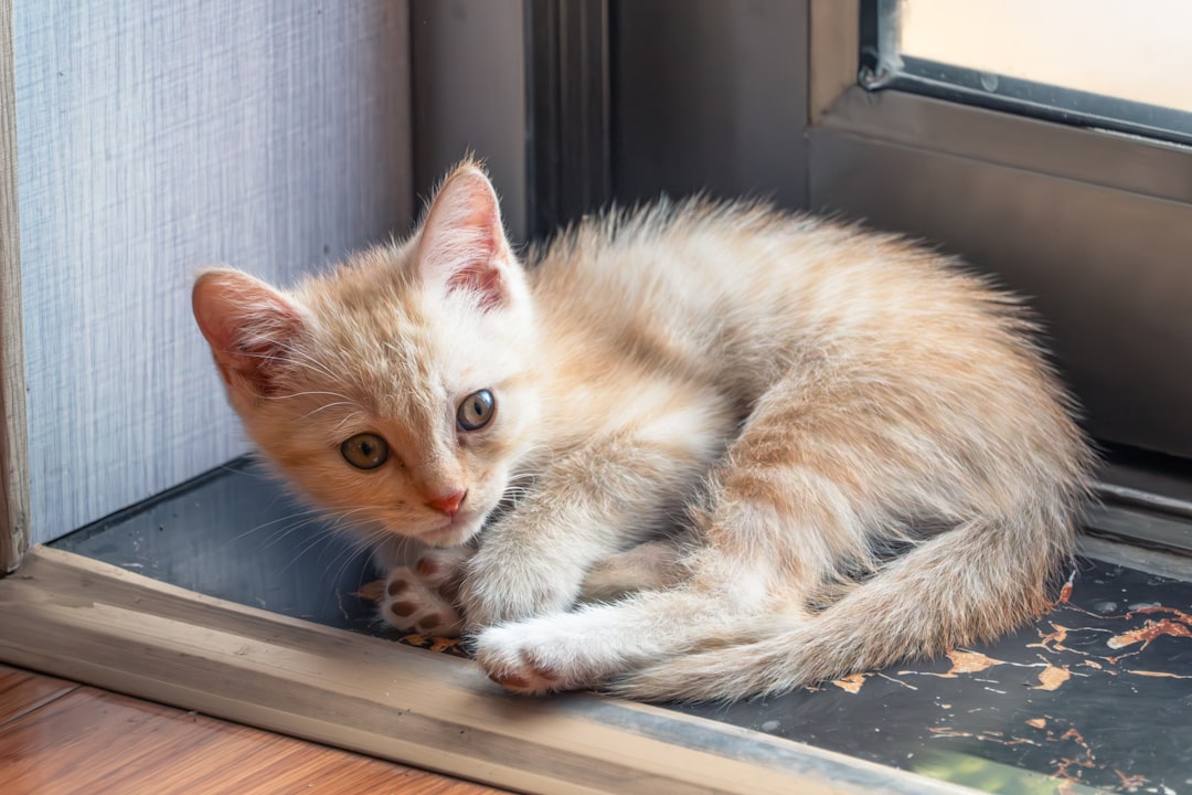 A kitten cautiously exploring a newly cat-proofed home