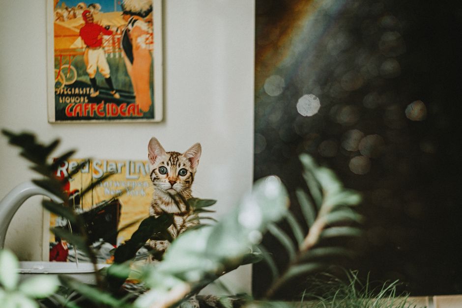 A kitten-proofed room prepared before bringing a new kitten home