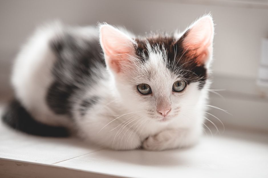 A kitten adopted out of a shelter during peak kitten season