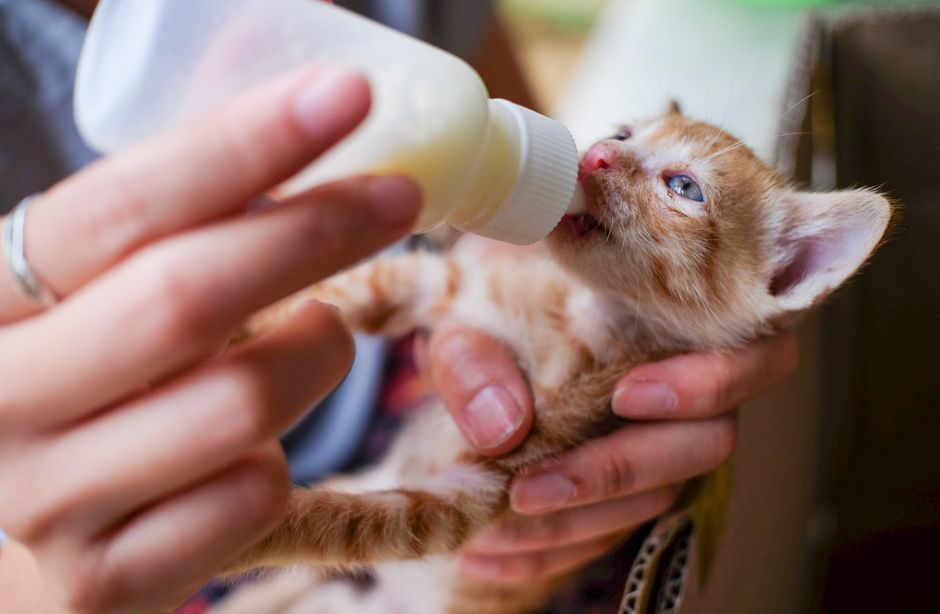 A foster volunteer bottle-feeding a kitten during kitten season