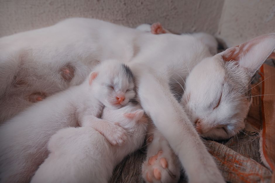 Newborn kittens born during kitten season in Fresno County
