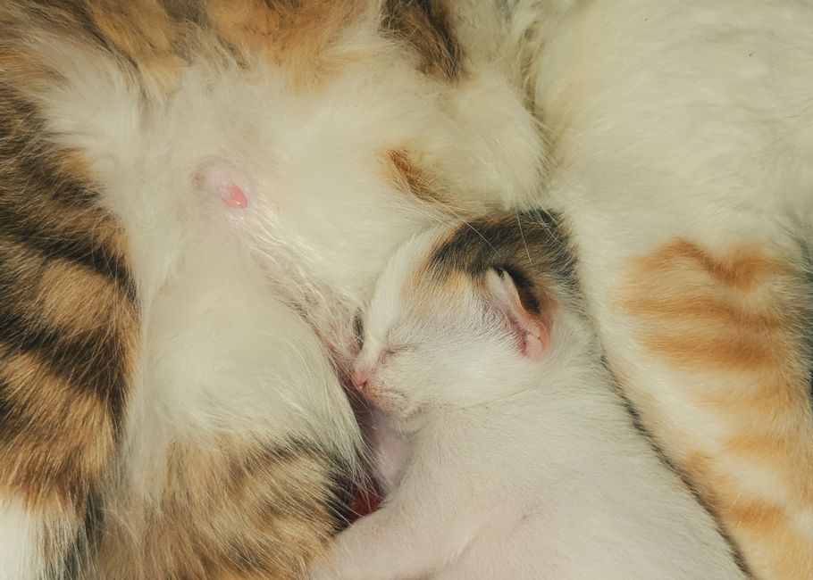 Newborn kittens nursing from their mother during kitten season