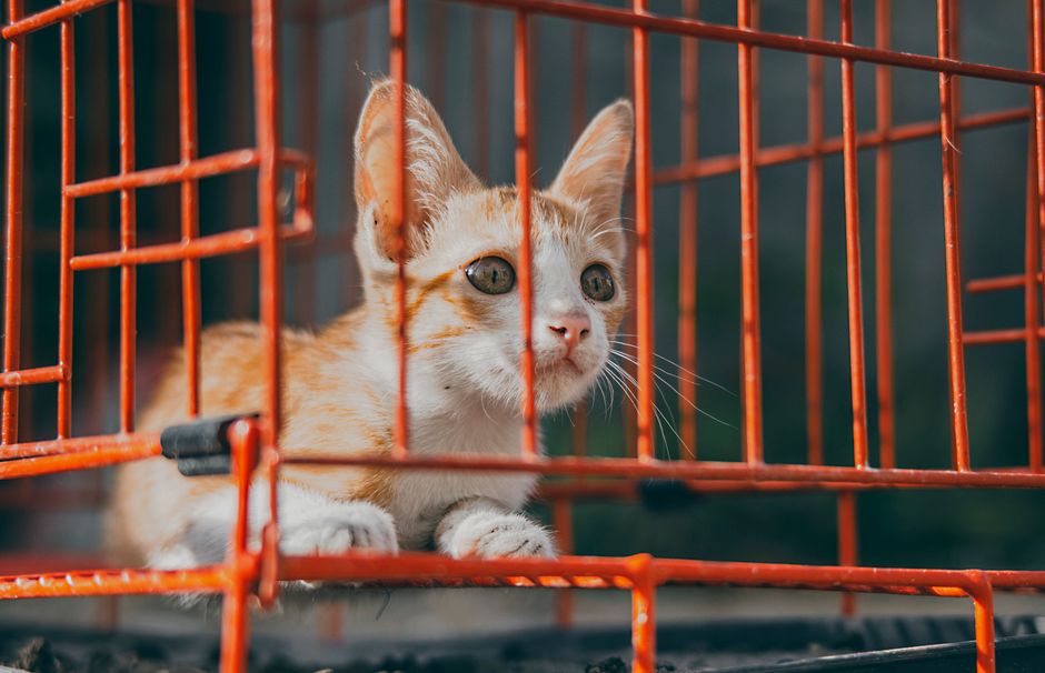 A shelter experiencing a surge in kitten intake during spring