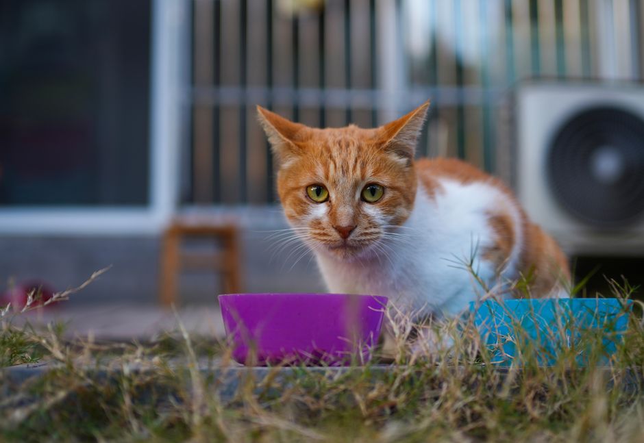 Kitten eating from a food bowl as part of a new-kitten supply checklist