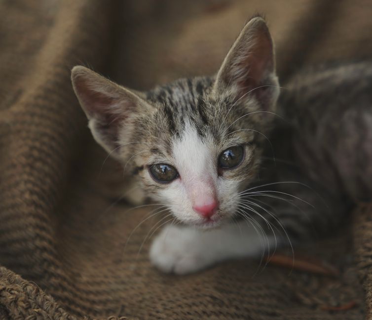 A close-up of a kitten's developing whiskers