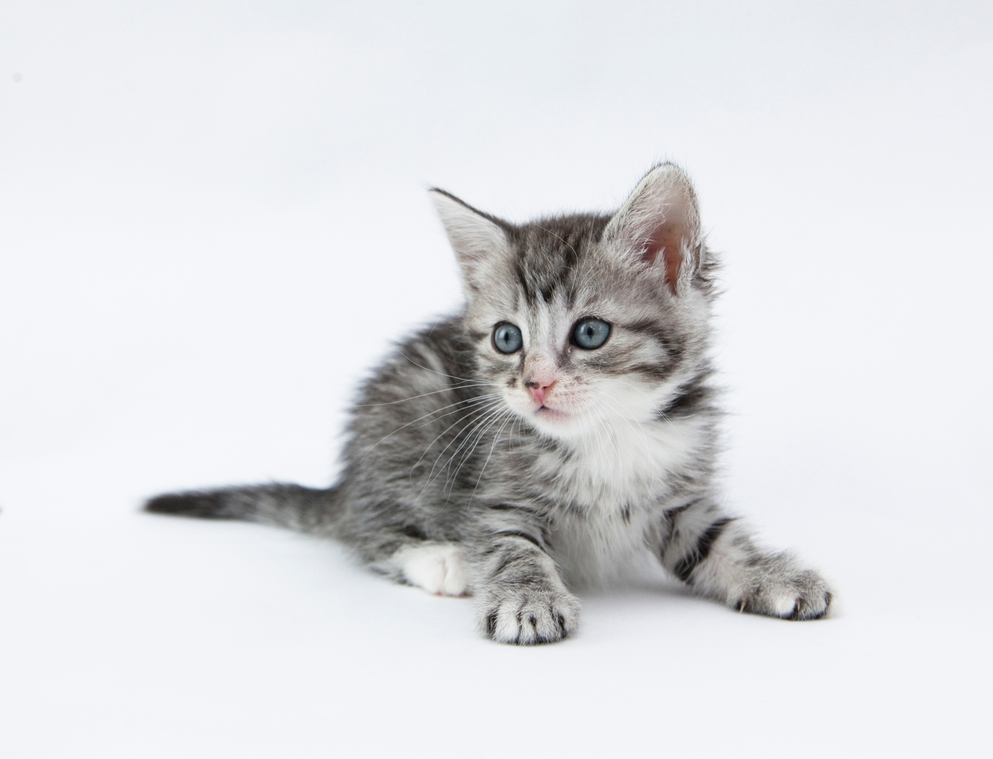 Rescued kitten