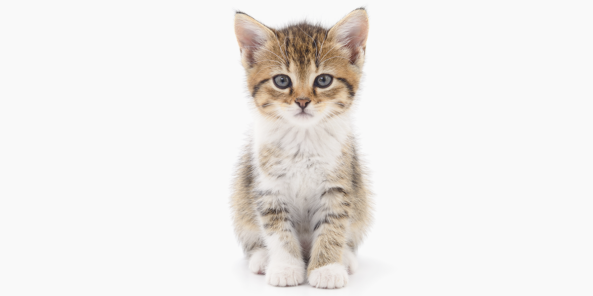 Rescued kittens