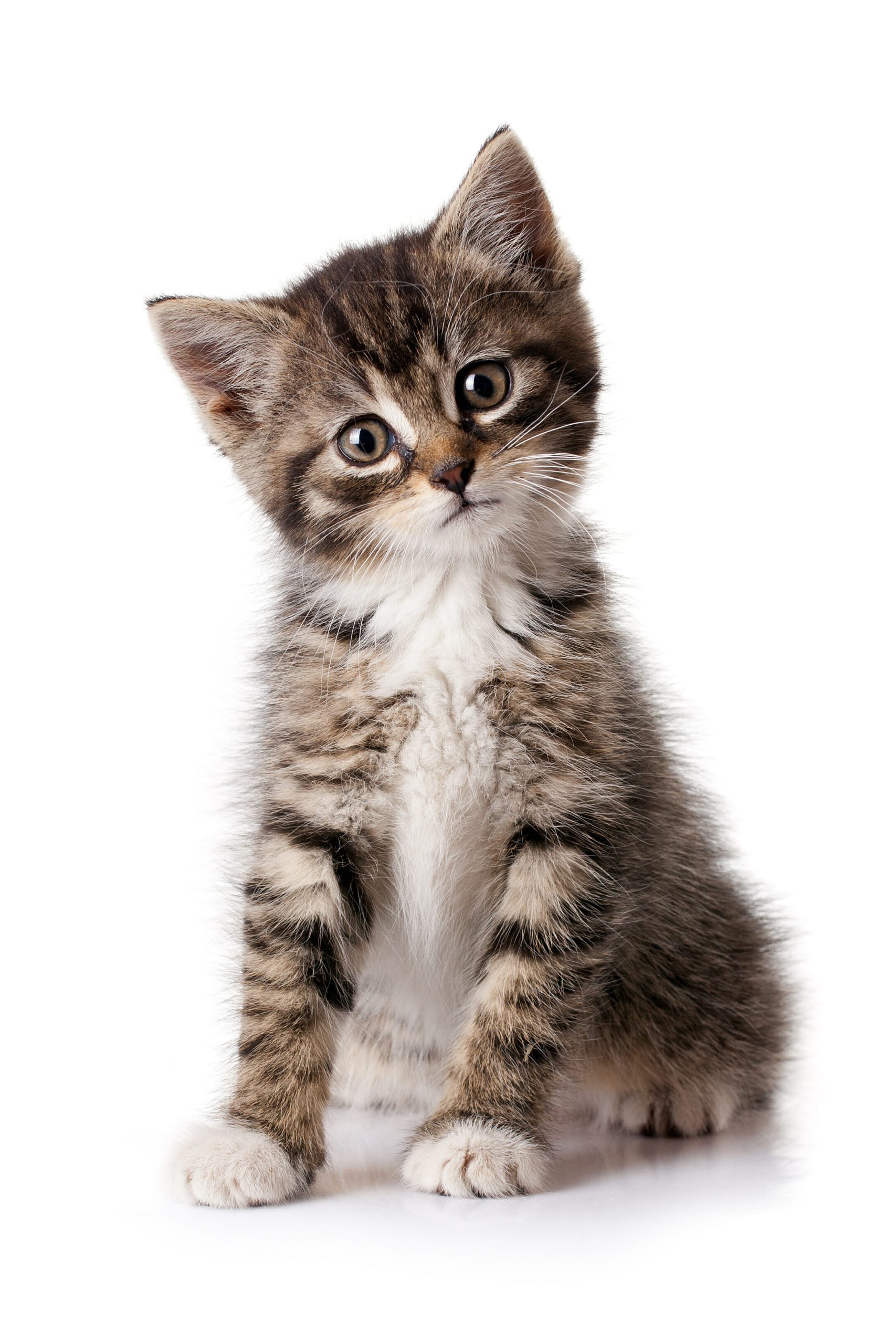 Rescued kitten portrait