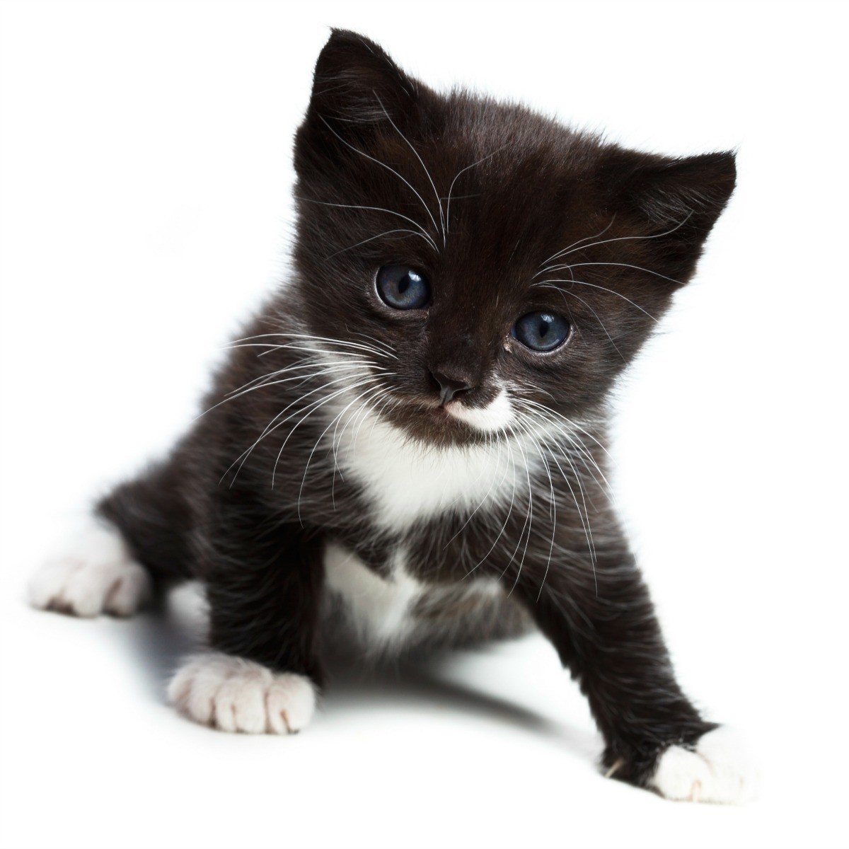 Rescued cat
