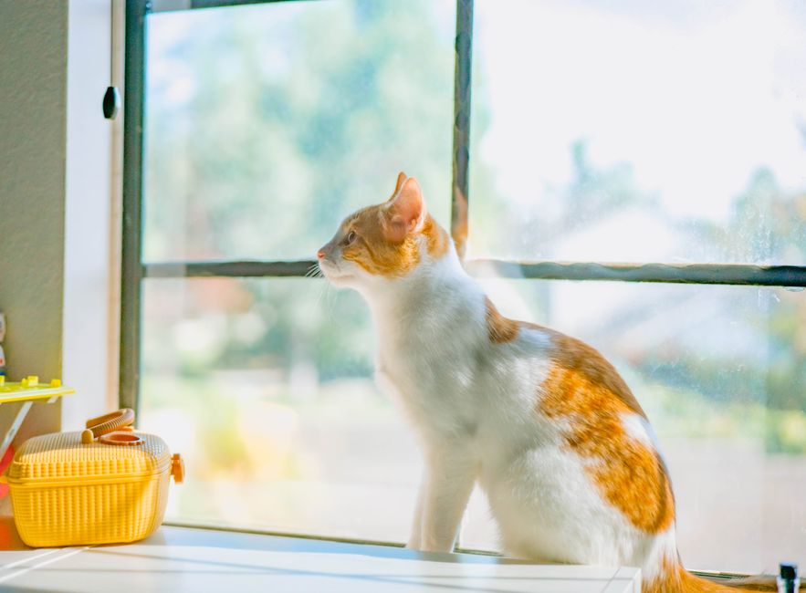 A rescued cat resting comfortably, representing the future a legacy gift helps fund
