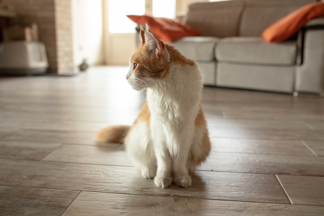 Odor control is one of the biggest landlord concerns about renting with a cat