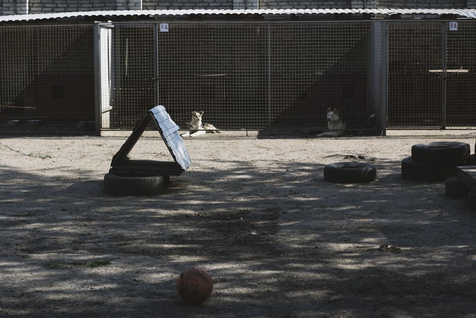 A cat available for adoption through Long Beach Animal Care Services