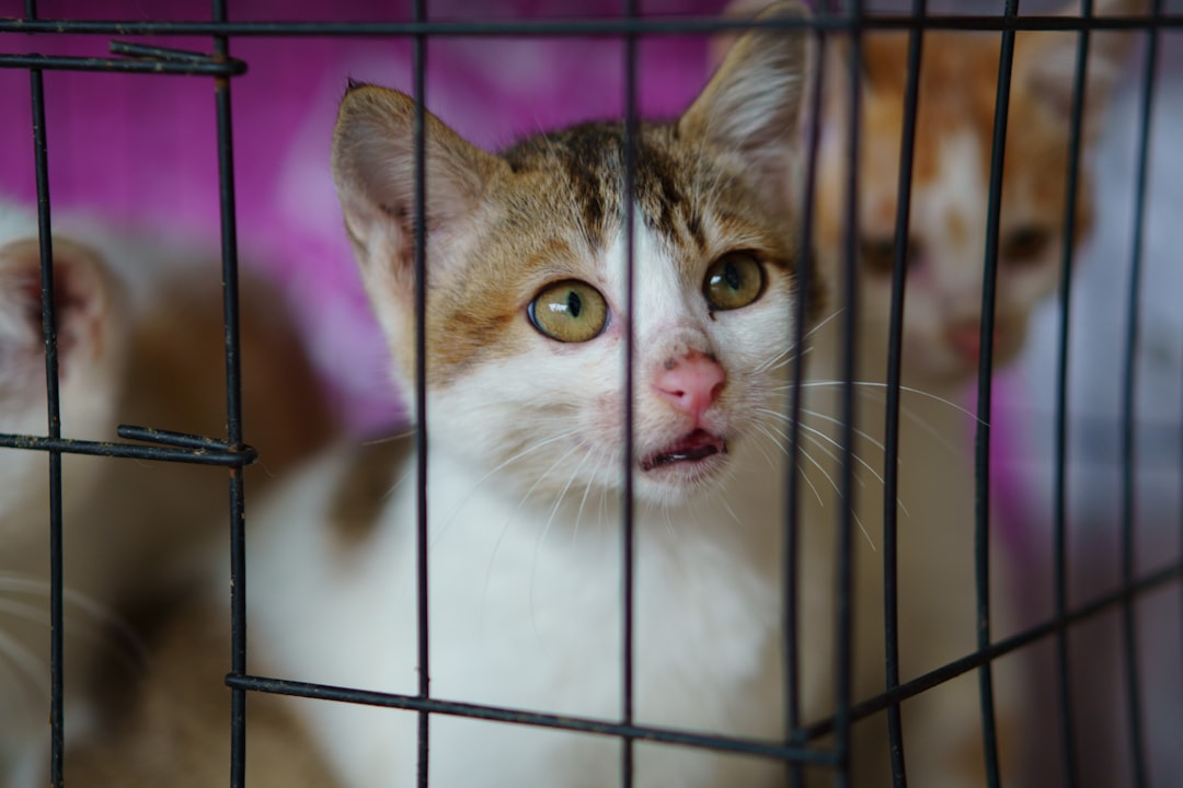 A litter of kittens available for adoption in Long Beach, CA