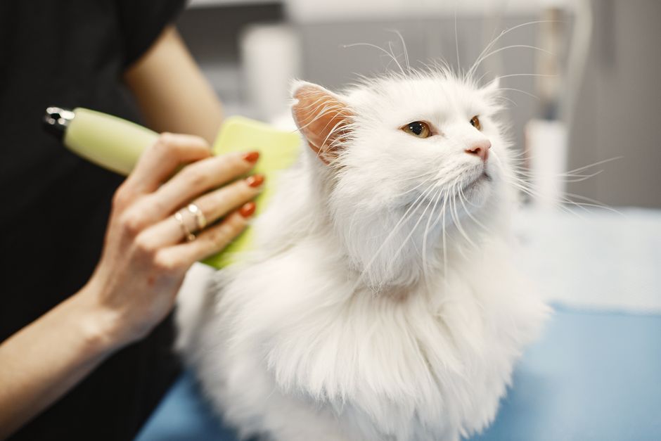 A long-haired cat that needs more frequent grooming to prevent hairballs
