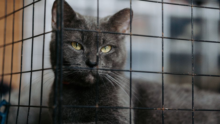 A cat waiting for adoption at a Los Angeles area shelter