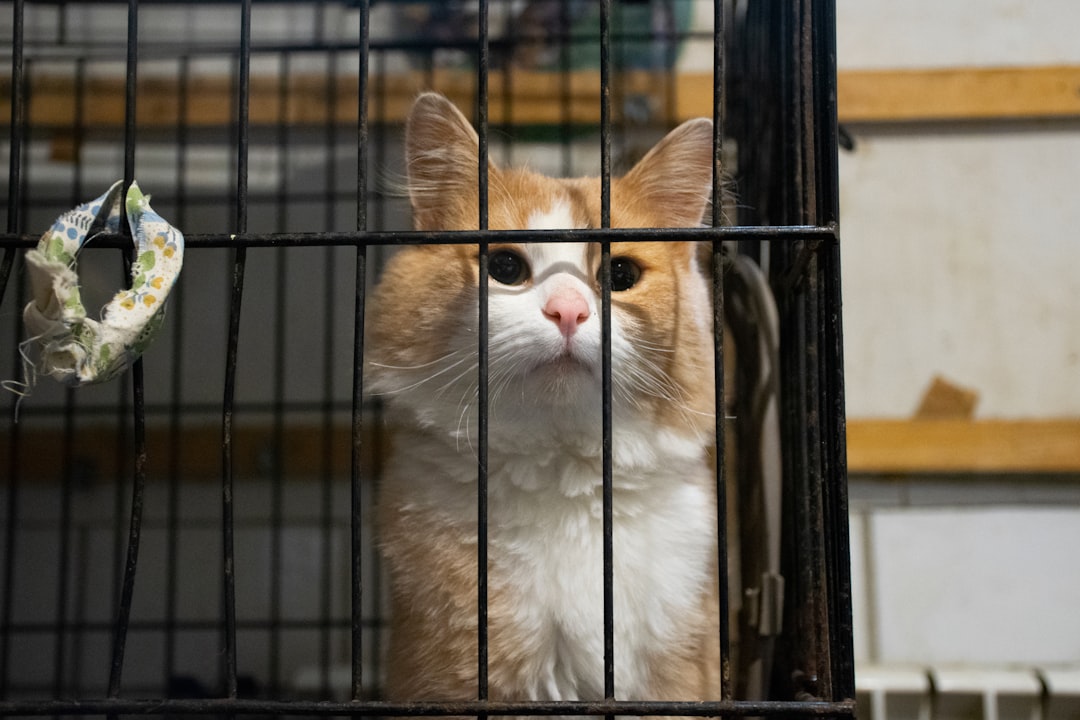 A cat at Merced County Animal Control awaiting adoption