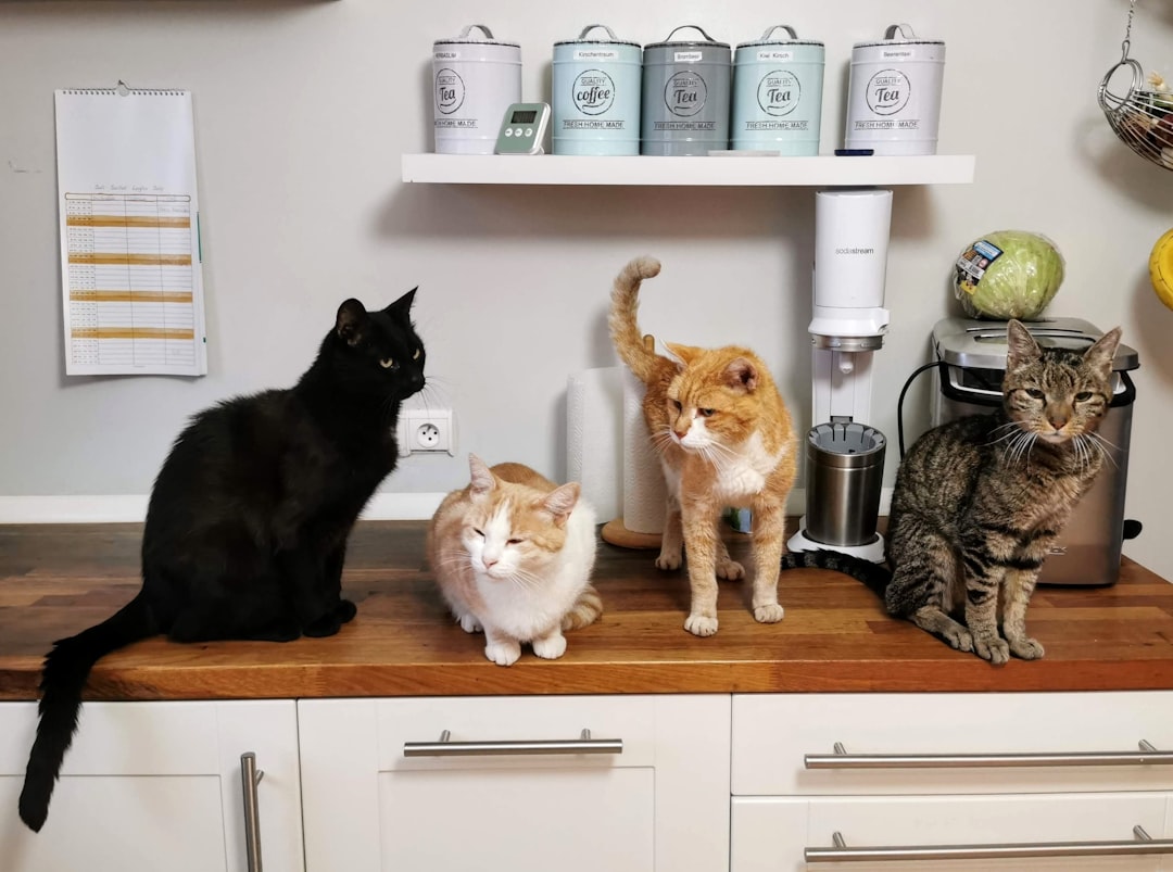 A family adopting a cat together in Merced, CA