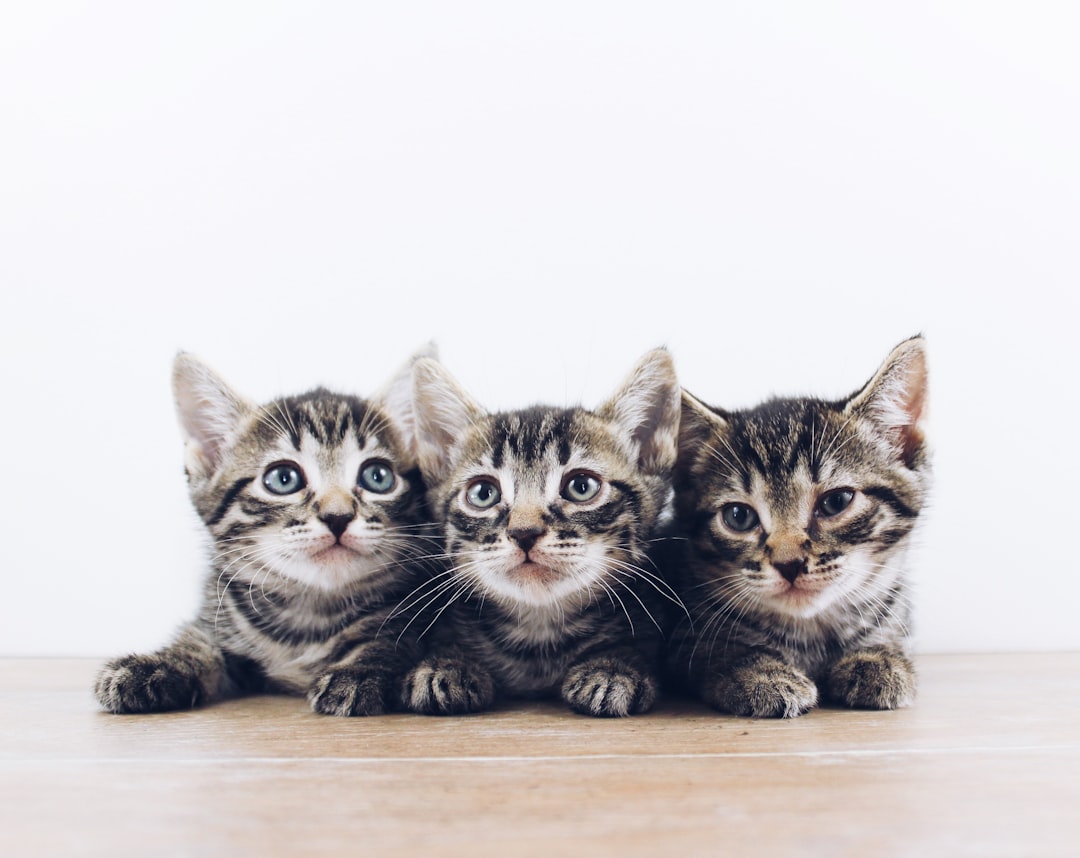 A litter of kittens available for adoption at a Merced area shelter